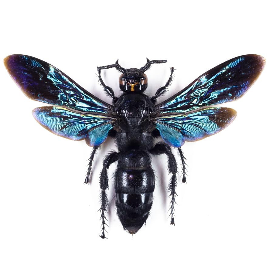 美麗　ツチバチ　ペア　ペレン島　標本 Amazon.co.jp: M.v. ducalis 02P きれいなツチバチペア標本 ペレン島